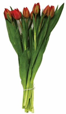The Floral Shoppe Fresh Cut Tulips