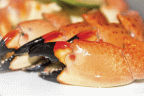 Fresh Medium Stone Crabs, 1 pound