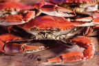 Seafood Steam Cooked Male Crabs, 12 each