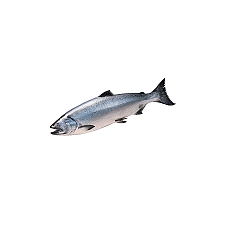 ShopRite Whole Fresh Norwegian Salmon, 1 Pound