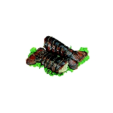 Fresh Lobster Tails, 14 Ounce