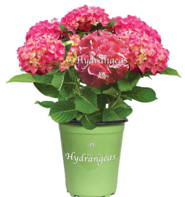The Floral Shoppe Hardy Hydrangea Plant, 1 each