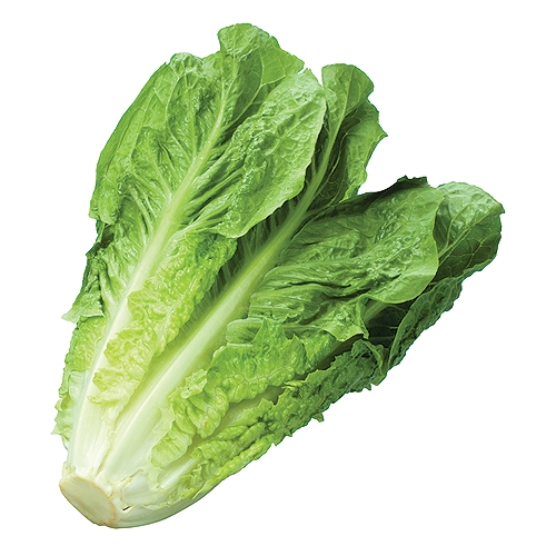 Organically grown crunchy and delicious fresh romaine hearts.  