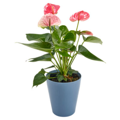 Anthurium in Plastic Pot 5"