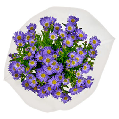 Aster Bunch