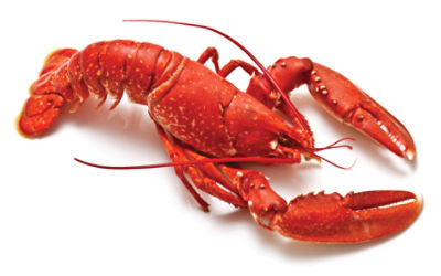 Fresh Seafood Department COOKED Lobsters - Chilled, 1.2 pound