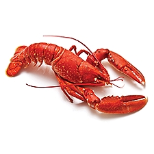 Fresh Seafood Department COOKED Lobsters - Chilled, 1.2 pound