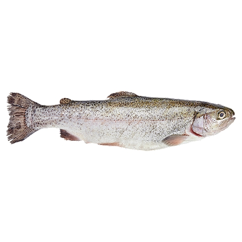 Fresh never frozen, fully cleaned whole rainbow trout. Farm raised using only the highest sustainability practices.