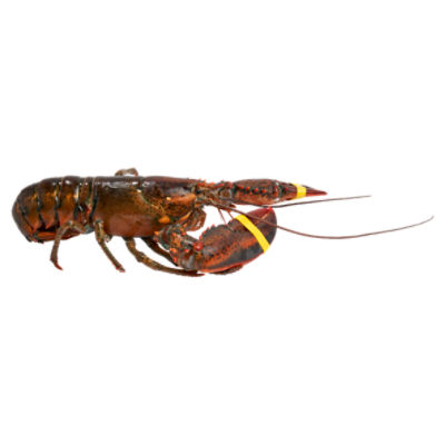 Fresh Wild Caught Live Lobsters, 2-4 Pound Average