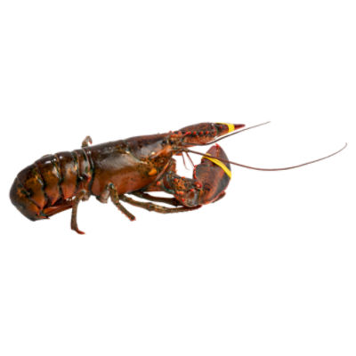 Fresh Wild Caught Live Lobsters, 2-4 Pound Average