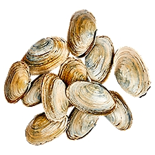 Fresh Seafood Department Live Steamer Clams, 1 pound