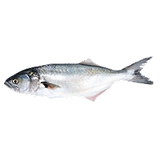 Fresh Seafood Buefish - Whole, 1 pound, 1 Pound