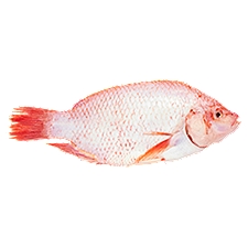 Fresh Whole Fully Cleaned Red Tilapia