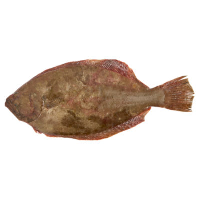 Fresh Whole Fluke