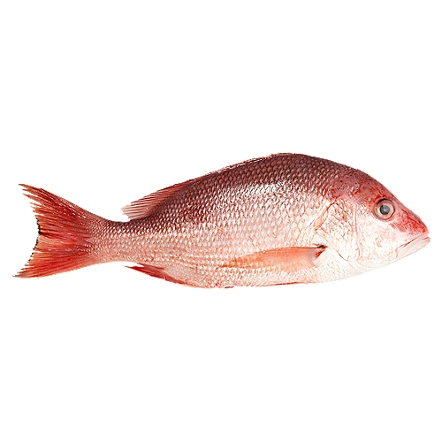 Our Fresh Wild Caught American Red Snapper are sustainably sourced out of the Gulf of the USA. The Snapper's mild, yet sweet flavor makes it an excellent option for the grill or the oven.