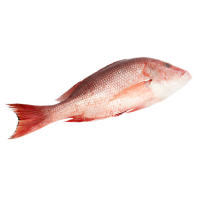 Red Snapper Fish at Rs 400/kilogram(s), Fresh Fish in Mumbai
