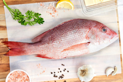 American Red Snapper