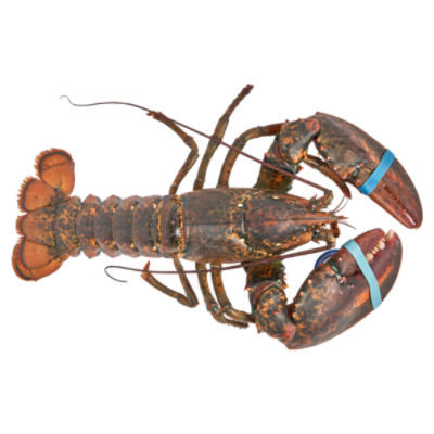 Wild Caught Live Lobsters, 2 Pound Average