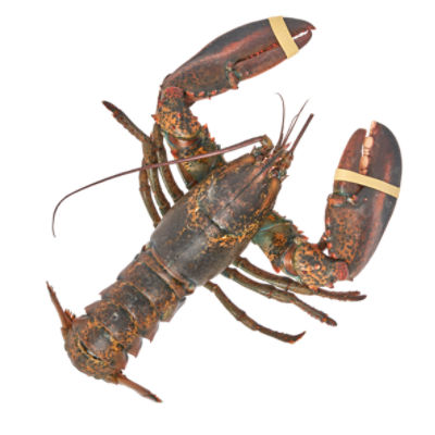 Wild Caught Live Lobsters, 2.5 Pound Average