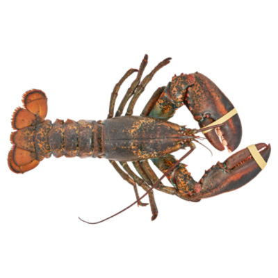Wild Caught Live Lobsters, 4 Pound Average