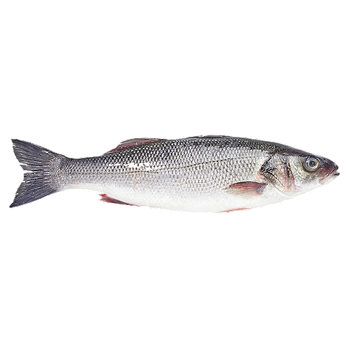 Always fresh and never frozen, all of our branzino is imported directly from Turkey. This mild whitefish, also know and European seabass, is popular in Italian cuisine and makes a great addition to any meal.