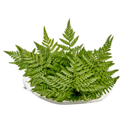 The Floral Shoppe Leather Leaf Greens Bunch