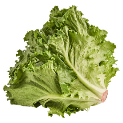 Green Leaf Lettuce, 1 ct, 9 oz, 9 Ounce