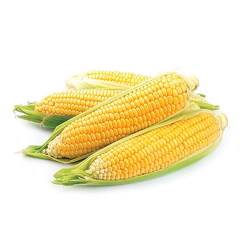 Variety of sweet corn with yellow kernels.  