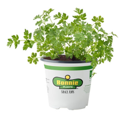 Bonnie Plants Potted Herbs Flat Italian Parsley, 1 each