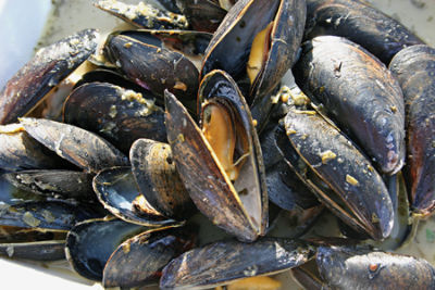 Fresh Seafood Department RopeGrown Mussles, 2 pound