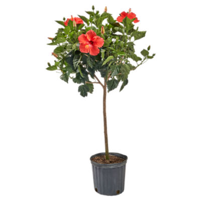 The Floral Shoppe Hibiscus Tree