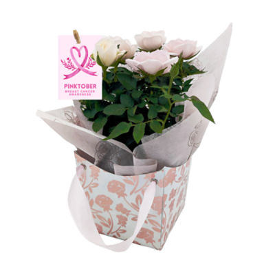 The Floral Shoppe Rosaroma Mini Rose Plant, 4"