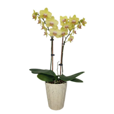 The Floral Shoppe Phalaenopsis Orchid Plant, 4" Pot, Colors May Vary