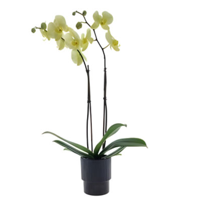 The Floral Shoppe Phalaenopsis Orchid Plant, 5" Pot, Colors May Vary