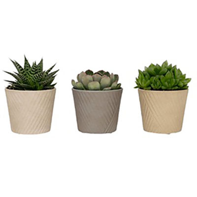 The Floral Shoppe Succulent Plant, 5.5" Pot