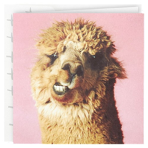 Studio Ink Birthday Card
Celebrate a friend's or family member's birthday this year with a quirky birthday card featuring a llighthearted  llama. Cute little card measures 5.5'' x 5.5'', and an envelope is included. The Hallmark brand is widely recognized as the very best for greeting cards, gift wrap, and more. For more than 100 years, Hallmark has been helping its customers make everyday moments more beautiful and celebrations more joyful.

card for friend for brother for sister llama cards Hallmark cards Hallmark funny birthday card halmark birthday gifts quirky card humorous card for her for him birthday present gift bag tissue paper wrapping paper boutique card american greetings