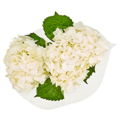The Floral Shoppe White Hydrangea Bunch