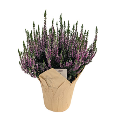 The Floral Shoppe Calluna Heather Plant, 4"