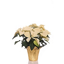 The Floral Shop Poinsettia Plant - White, 1 Each