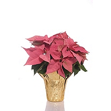 The Floral Shoppe Poinsettia Plant - Pink, 1 Each