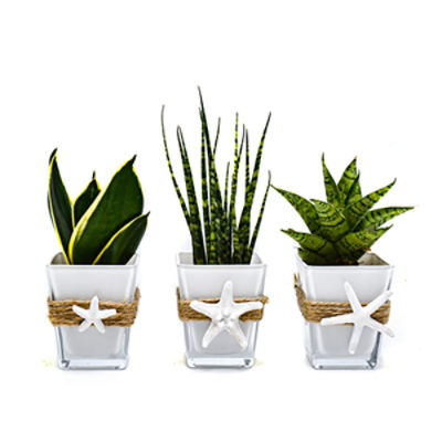 The Floral Shoppe Mini Green Plant, Assorted Varieties
