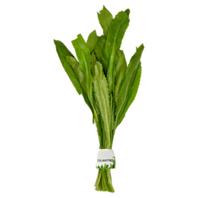 Fresh Recaito Leaf, bunch