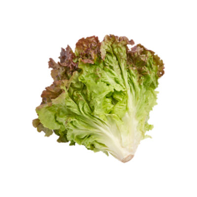 Organic Red Leaf Lettuce, 1 ct, 9 oz, 9 Ounce