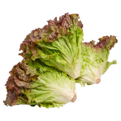 Organic Red Leaf Lettuce, 1 ct, 9 oz