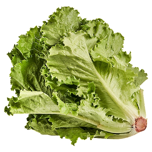 Organic Green Leaf Lettuce, 1 ct, 9 oz