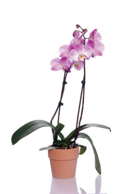 The Floral Shoppe Phalaenopsis Orchid in Clay Pot, 1 each