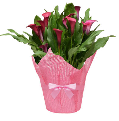 The Floral Shoppe Calla Lily Plant, 1 each