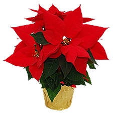 The Floral Shoppe Poinsettia Plant - Red, 1 each