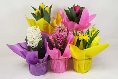 The Floral Shoppe Bulb Plants - Mini Daffodil, 1 each