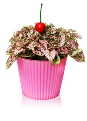 The Floral Shoppe Pink Splash Plant, 4 Inch, 1 each